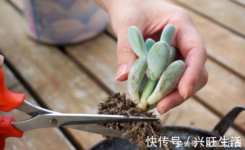 新手养多肉常犯的4个错,难怪肉肉长不好,你中了几条?