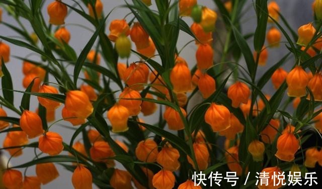 新手养花,适合养一盆“阳台精品”宫灯百合,温文尔雅,花开饱满