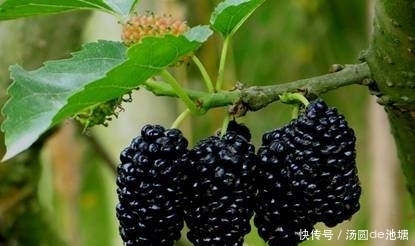 女人|桑葚和它一起煮,助女人养肝补气血,色斑淡了,眼睛更明亮