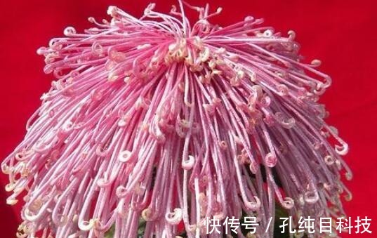 喜欢养花,不如养盆桂圆菊,娇艳妩媚,养一盆超美!