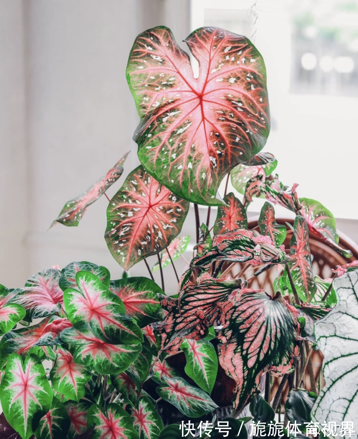 家里光不好,就养10种耐阴绿植,叶子比花还要美