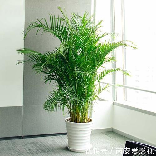 养花|卧室种上6种花,皮实又好养,清新又干净,值得拥有