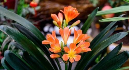 花卉|家里过期的小药片,用来养花,叶比巴掌大,花开满枝头!