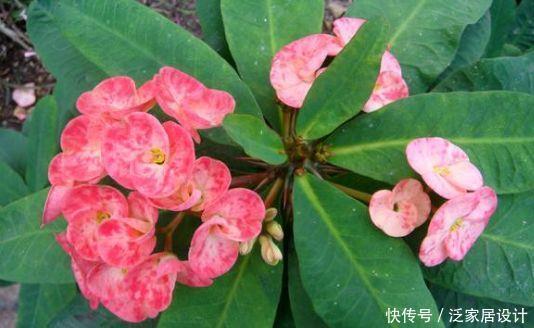 4种花很漂亮,好养易活能爆盆,花开美观又大气,新手也能养很好