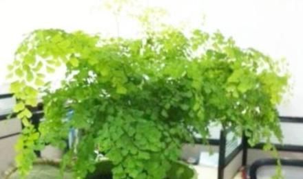 上当|6种耐阴花,养了“不上当”,室内百搭盆栽,摆在角落也爆盆