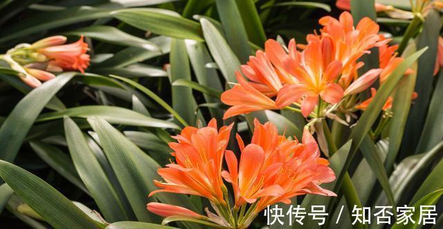 休眠期|栽培君子兰出现问题,基本是以下方面的原因,解决方案都在这里