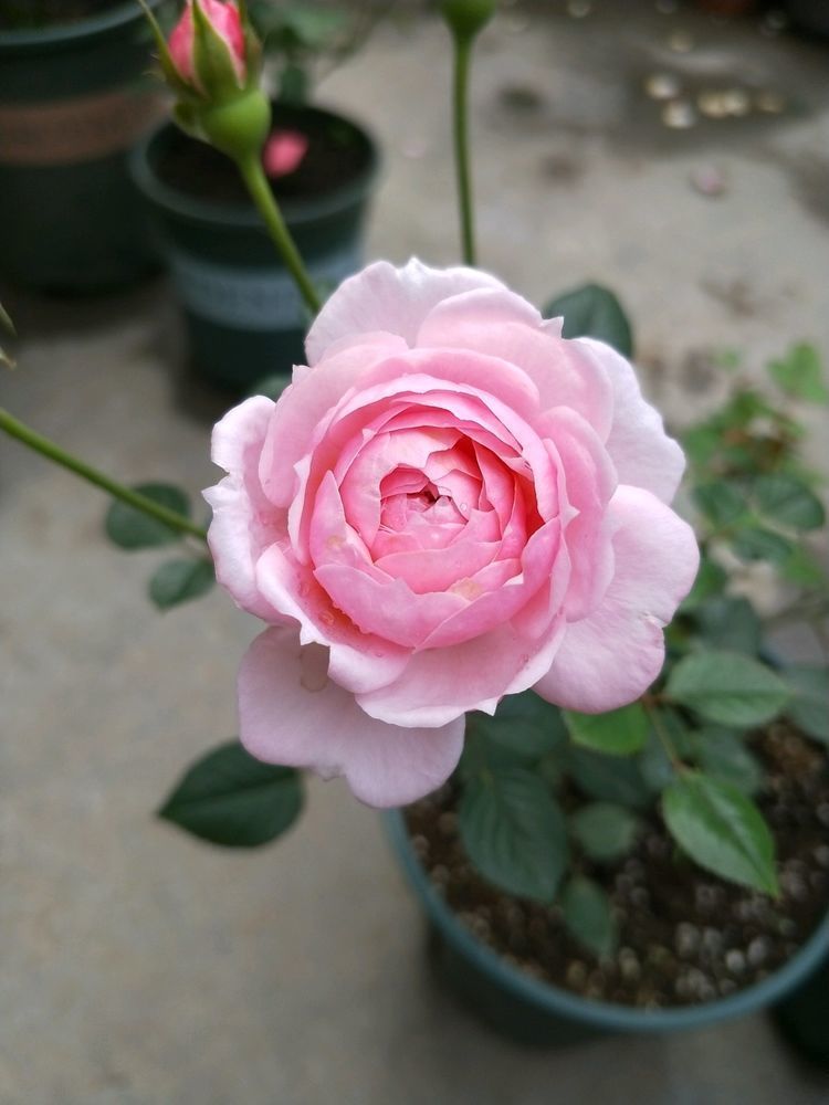 “高端玫瑰”女人香气，花姿性感，美艳多娇，非常值得拥有