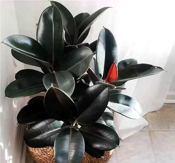 3种花,疯长起来就刹不住车,还贼好看,邻居抢着上门要