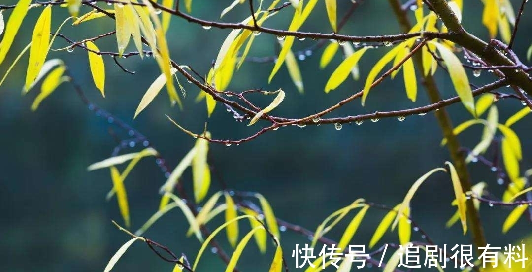 素光|秋雨落，听雨声，伤了谁的心，落下谁的泪，成了谁笔下的泪痕？