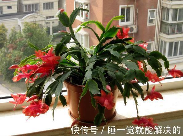 蟹爪兰只长了几个花苞,该怎么养爆盆调整4点,呼啦啦开不停