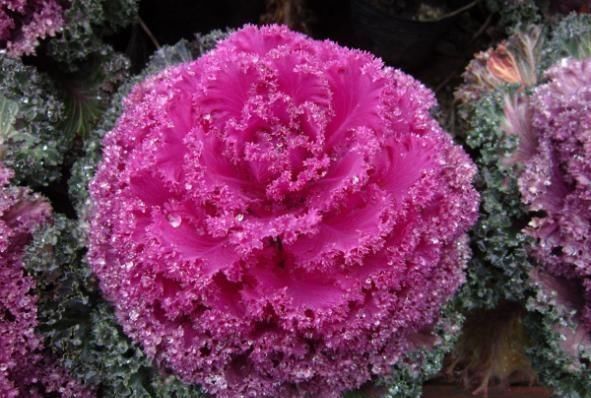 爆花|5种“耐寒花”，趁着秋天种一盆，爆花3个月，冬天不寂寞