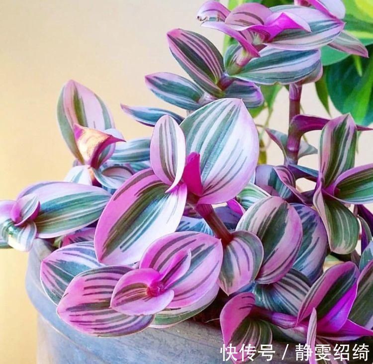 它是吊兰中的极品,姹紫嫣红、高端大气,养在客厅太上档次