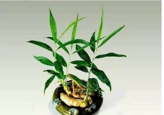 丢水里就能长得很好的6种蔬菜,比花美、比绿萝还好养!