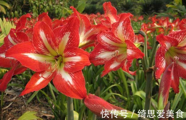 花期超长的室内盆栽，四季开花，开花能力极其惊人，四季繁花似锦