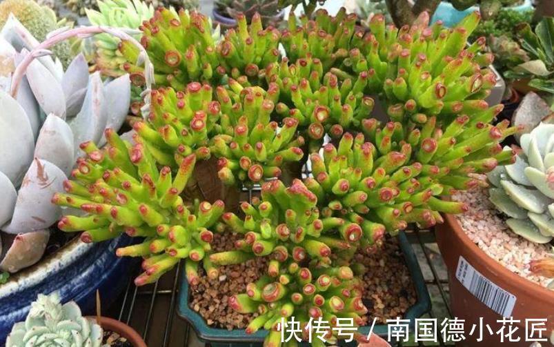 黄金万两|白露后,盆栽多肉选这3样,好养漂亮,常搁家里还能招财