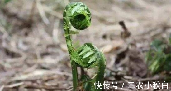 头痛|农村一种野菜，可以治头痛，知道的人不多，却能卖高价