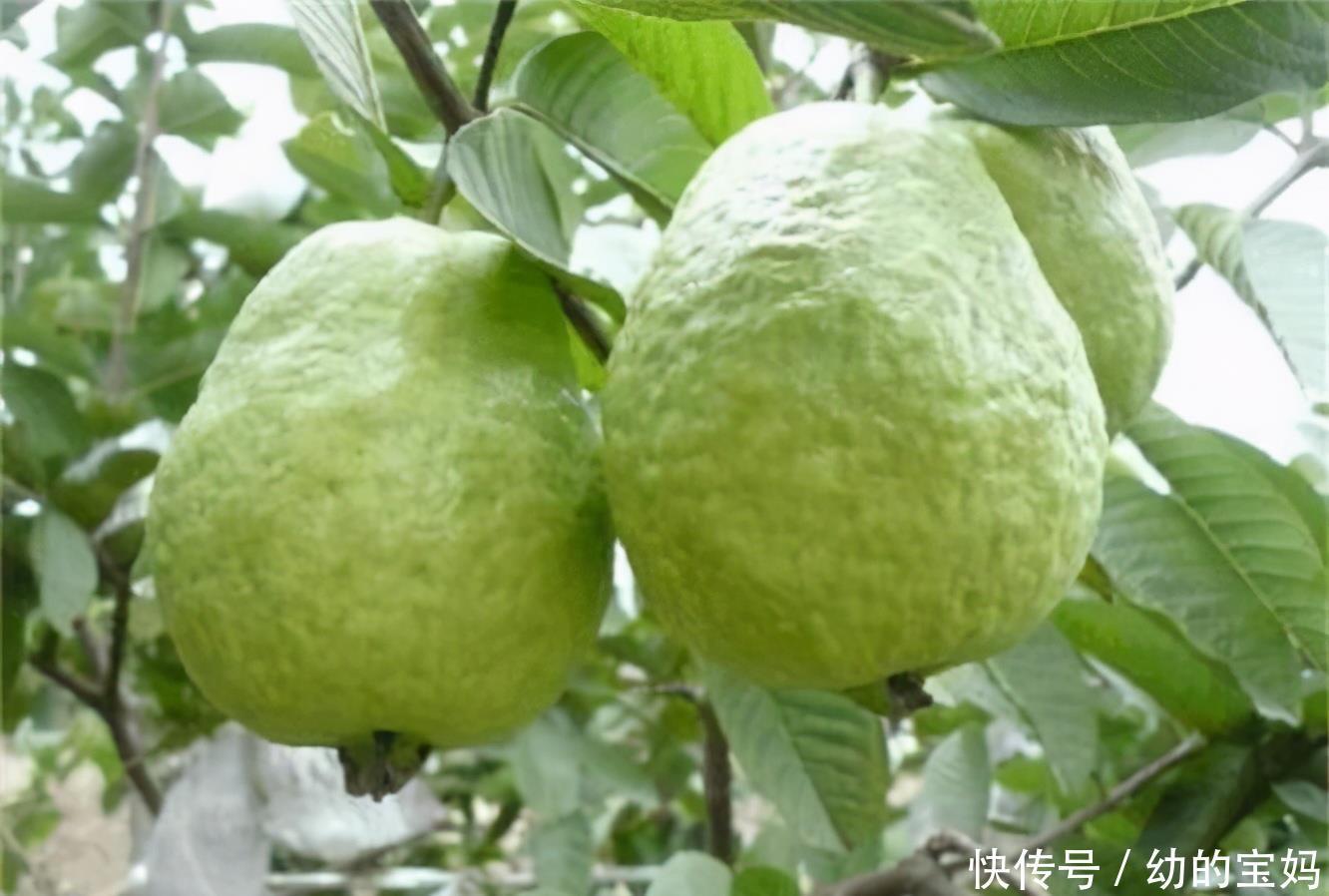  食物|对身体最好的3种食物，坚持吃一些，排毒杀菌，呵护肌肤！