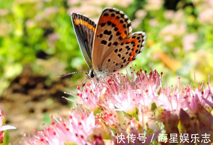 生肖|这三个生肖配对属于“上上等”婚姻，想不发财都难，看看有你们吗