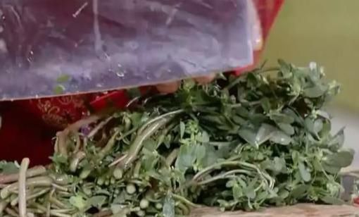 不吃|救命的马齿苋,99的人不知道的作用再不吃就晚了