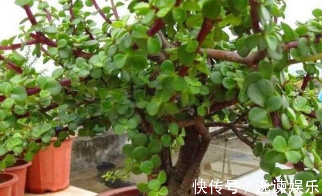 玉树|2种植物长得快，三五年养成老桩，越养越值钱