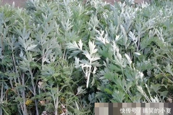 艾草不仅能泡脚,还能洗头,坚持一周,好处主动找上门