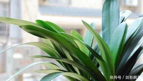 君子兰|为什么君子兰长的慢？掌握这几点，君子兰蹭蹭往上长！