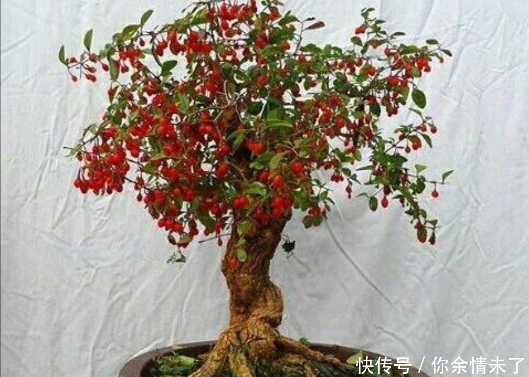 树姿|野外4种树,苍劲嶙峋,树姿优美,常被用来制作盆景