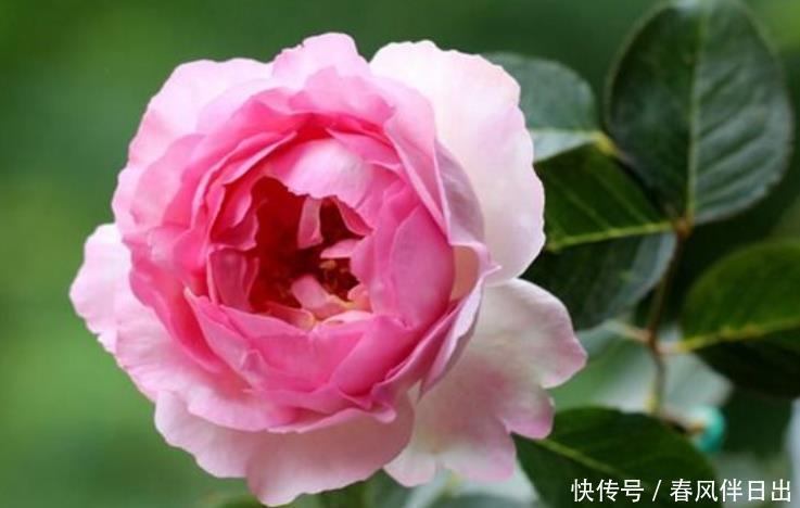 4种花看一眼就难忘,楚楚动人,花期超长,给你一片花海!