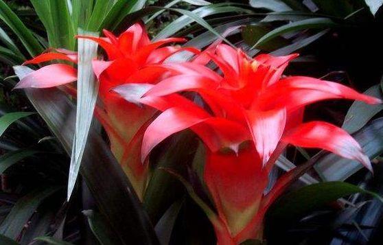 家养几款植物,阳台开出花海,比牡丹美,堪称花中大美女