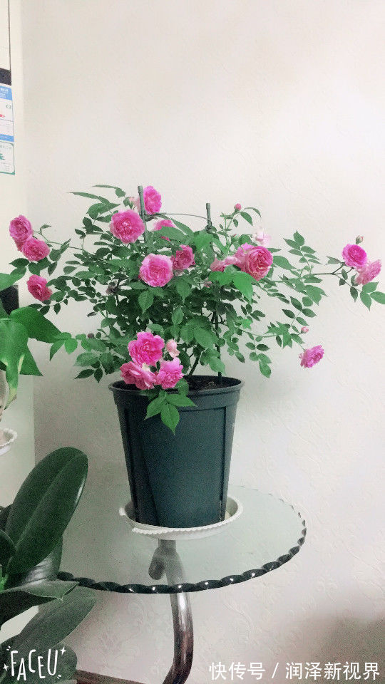 掉蕾|喜欢玫瑰,就养盆“精品玫瑰”冰雪皇后,花瓣立体雅致,高雅纯洁