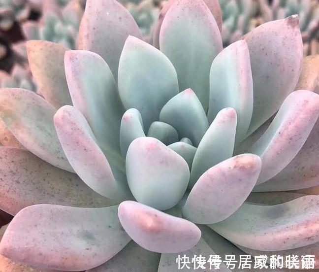 多肉植物,扒一扒多肉浇水浇多后的万丈深渊,肉友,悔不当初