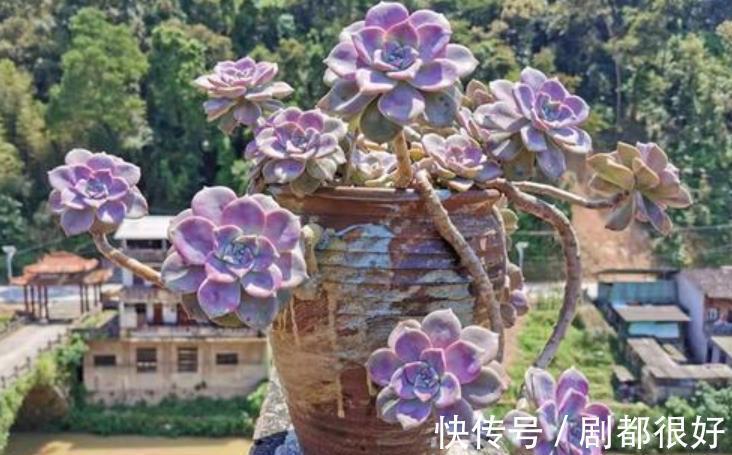 国庆后养多肉,做好3件事,多肉快速爆盆,叶片肥厚上色美