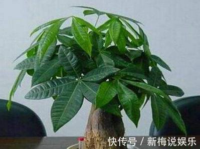 腐叶土|这几种土用来养花,一年到头不用施肥,不用施肥也长的旺盛