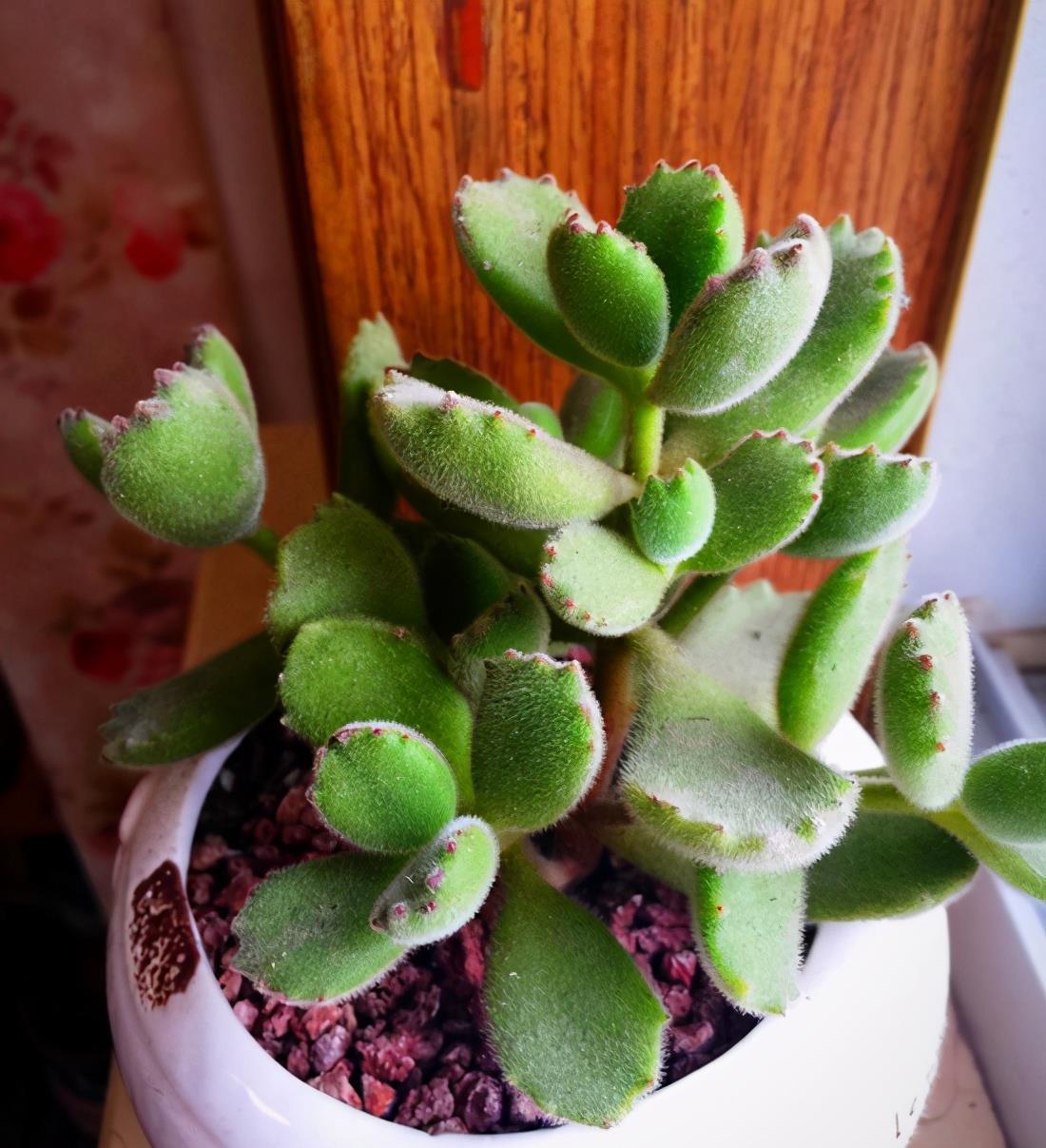 植株|盘点5种最不好养的多肉,各种问题多,花友慎入