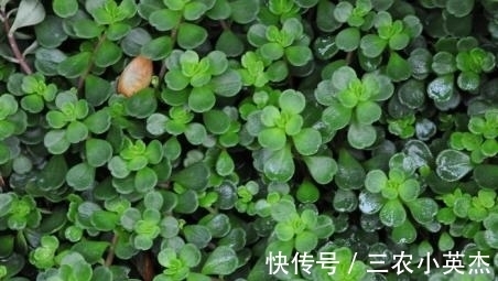 凹叶景天|农村此野草,不仅能够清热解毒,而且还能够治疗跌打损伤