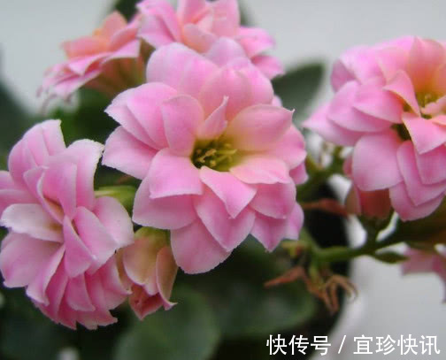 长寿花如何水培教你3个小妙招，水培的长寿花更加旺盛开花还多