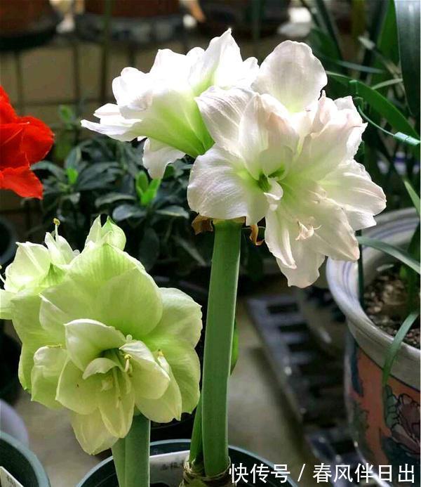 朱顶红|天气转凉，不要错过6种花，全都是喜温凉的“开花小能手”