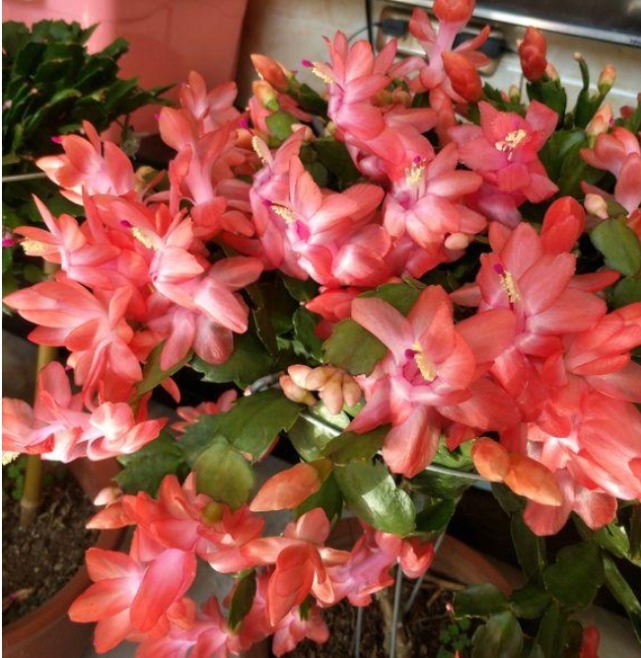 悄悄告诉你,养好“蟹爪兰”,离不开2种水,10天一次,花开满盆