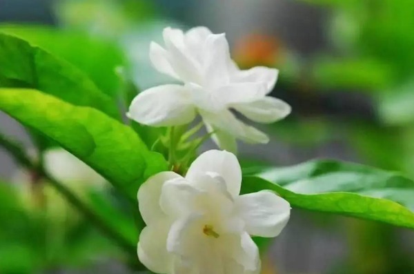 茉莉花花谢后怎么养护以下3个方面要做好，来年开花更大更美观