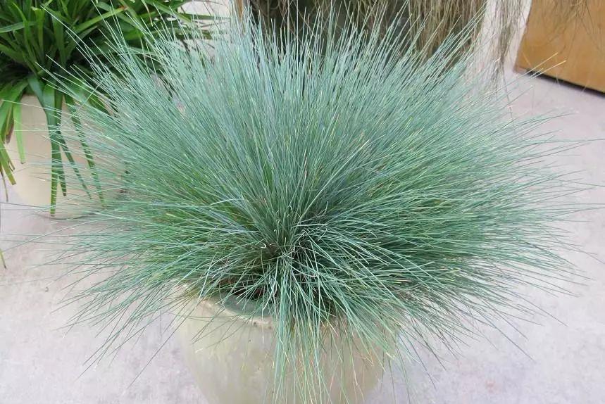 太美了这些草比花还漂亮,第一种就迷倒很多人