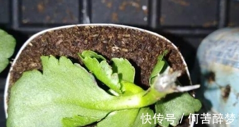 修剪掉的长寿花枝叶该不该扔,怎么处理好?