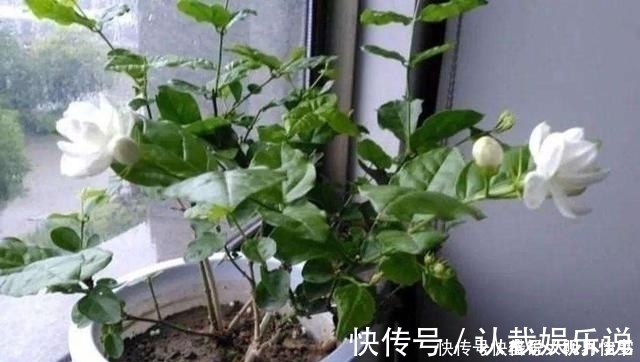 花苞|养茉莉这几招技巧不能少,安全过夏,枝头满是花苞