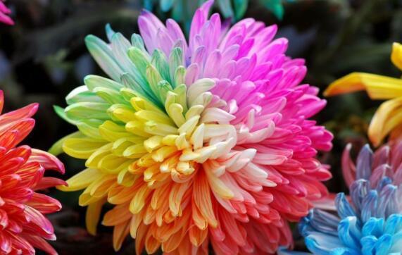 养盆波斯菊吧!花语高洁自由,开花小巧可爱,适合盆栽