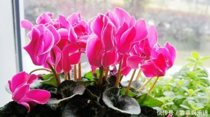 夏天养花,不妨养这5款花,花大色艳真漂亮,谁养谁上瘾