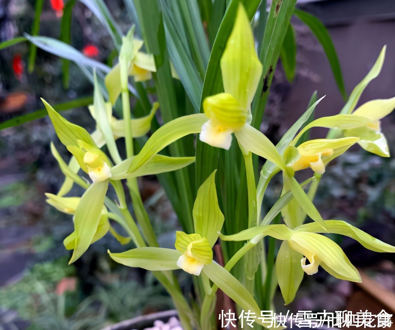 兰花施肥，掌握1句“口诀”，新芽“蹭蹭”冒，花朵“呼呼”开