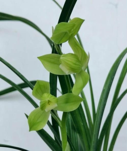 兰花养护｜给兰花花苞套袋有什么效用？是否真有效？
