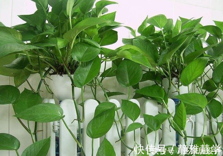 绿萝黄叶不用怕,做好“2补1遮”,快速恢复生机,叶子大又绿!