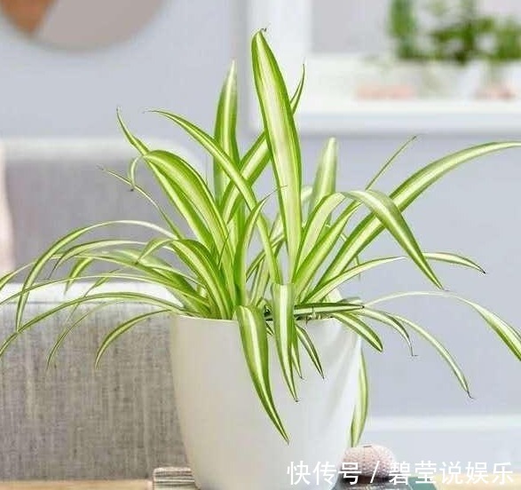 误区|给吊兰浇水,避开这两个“小误区”,叶子翠绿,轻松养爆盆!