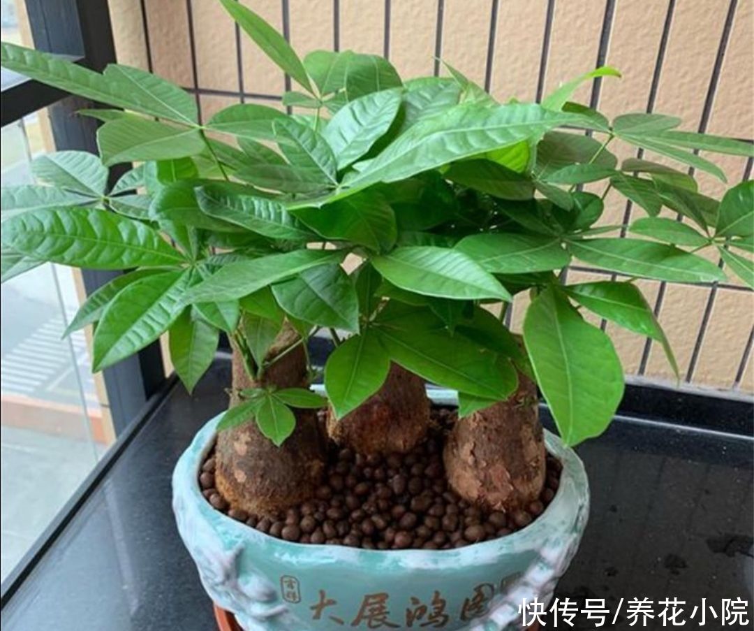 枝繁叶茂|发财树不用施肥，经常浇点“营养水”，照样长得枝繁叶茂