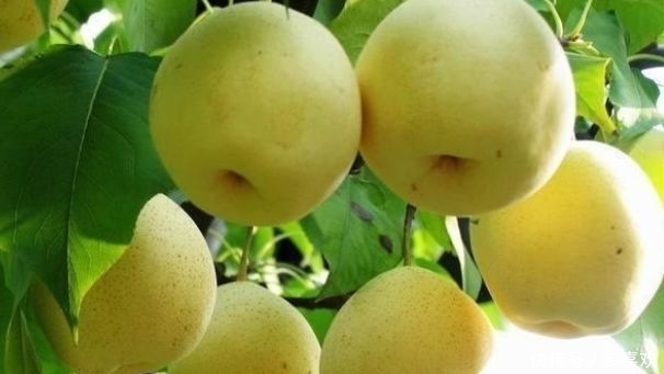 超市很常见的3种食物，美容养生、滋润肌肤，爱吃就赚了！